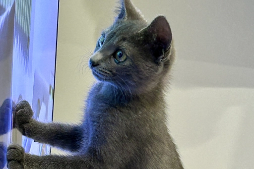 テレビに触る猫