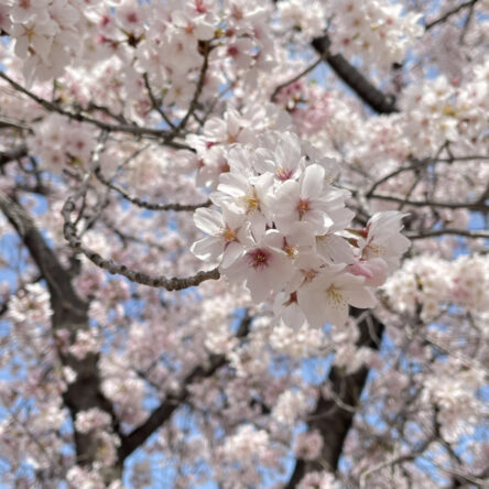桜の季節です♪